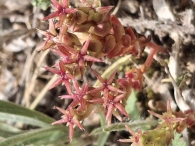 Sedum caespitosum 4