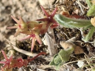 Sedum caespitosum 5
