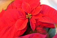 Euphorbia pulcherrima. Poinsettia pulcherrima. Flor de Nochebuena. Flor de Navidad 2