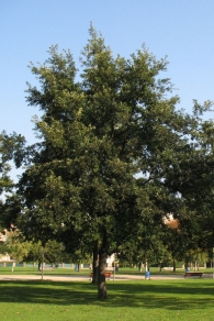 Quercus Cerris L., Roble turco. 4