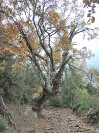 Quejigo Quercus x subpyrenaica