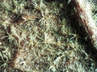 Quercus x subpyrenaica 2
