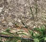 Phalaris canariensis 4