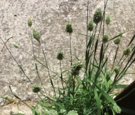 Phalaris canariensis
