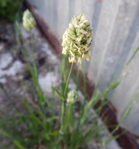 Phalaris canariensis 2