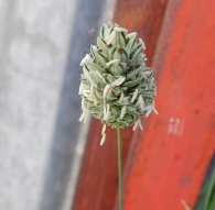 Phalaris canariensis 3
