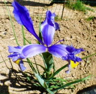 Iris xiphium L., Iris hispanica Steud., Lirio español. 3