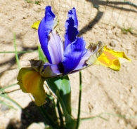 Iris xiphium L., Iris hispanica Steud., Lirio español.