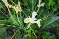 Iris xiphium L., Iris hispanica Steud., Lirio español. ALBA