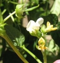 Phaseolus vulgaris L., Judía verde, Alubias verdes 4