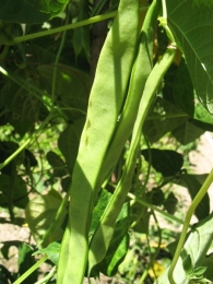 Phaseolus vulgaris L., Jud�a verde, Alubias verdes 3