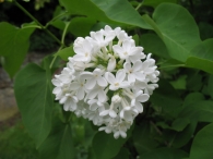 Syringa vulgaris L., LILAS, Ama�i lilia. 2