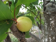 Prunus armeniaca L., Albaricoquero, Damasco, Chabacano, Alb�rchigo, Abercoque