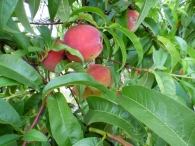 Prunus persica (L .) Batsch., Melocotonero, Melocotón, Durazno. 2