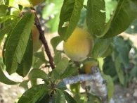 Prunus persica (L .) Batsch., Melocotonero, Melocotón, Duraznero 5