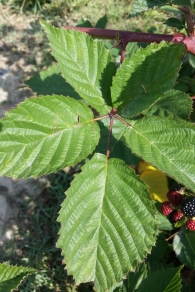 Rubus Fruticosus L. Variedad "Jumbo". Zarzamora sin espinas. 2