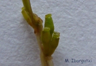 Familia Ruppiaceae: Ruppia drepanensis Tineo ex Guss.