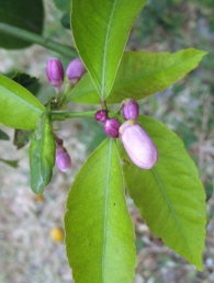 Citrus limonum Risso, Limonero.