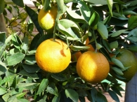 Citrus x sinensis Osbeck., Naranjo, Naranjas dulces. 2