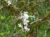 Poncirus trifoliata (L.) Raf., Citrus trifoliata L., Naranjo espinoso o trifoliado. 2