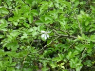 Poncirus trifoliata (L.) Raf., Citrus trifoliata L., Naranjo espinoso o trifoliado. 8
