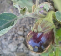 Solanum melongena L., Berenjena 2