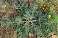 Margotia gummifera (Desf.) Lange.