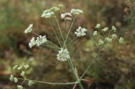 Margotia gummifera (Desf.) Lange.