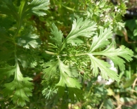 Coriandrum sativum L., Cilantro, Culantro europeo, Perejil chino. 6