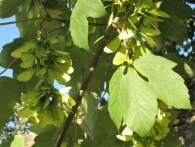 Acer pseudoplatanus L. Sicomoro, Falso pl�tano. Ostartx.