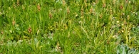 Aceras anthropophorum (L.) W. T. Aiton, Ophrys anthropophora L. Orquídea del hombre ahorcado.