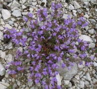 Acinos alpinus (L.) Moench., Satureja alpina (L.) Scheele