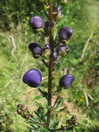 Aconitum napellus L., Ac�nito azul, Irebedarra, Matalobos 3