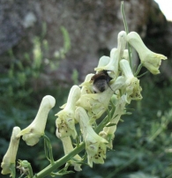Aconitum vulparia Rchb., Aconito de flor amarilla, Matalobos 5