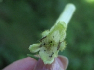 Aconitum vulparia Rchb., Aconito de flor amarilla, Matalobos 10