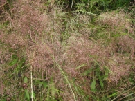 Agrostis durieui Boiss. & Reuter ex Willk., Agrostis truncatula ssp. commista (Parl.) 2