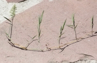 Agrostis stolonifera 2