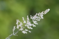Agrostis stolonifera 3