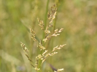 Agrostis stolonifera