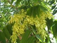 Ailanthus altissima (Mill.) Swingle, Ailanto, árbol del cielo
