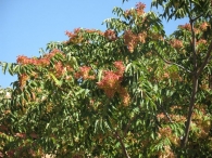 Ailanthus altissima (Mill.) Swingle, Ailanto, árbol del cielo 3