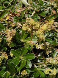 Alchemilla amphisericea