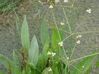 Alisma lanceolatum With, Llantén de agua.
