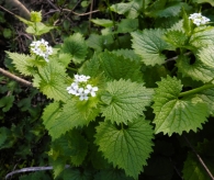 Alliaria petiolata Alliaria petiolata (M.Bieb.) Cavara & Grande. Ajera.