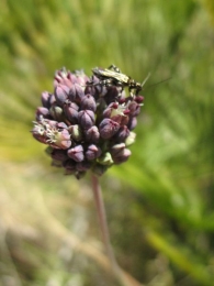 Allium ampeloprasum L., Puerro silvestre, Ajoporro, Ajoborde