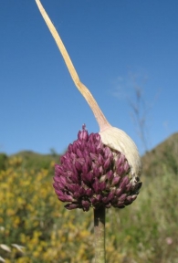 Allium ampeloprasum L., Puerro silvestre, Ajoporro, Ajoborde 3