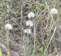 Allium ericetorum Thore. 3