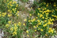 Allium moly L., Ajo amarillo. 2