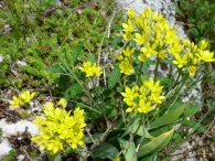 Allium moly L., Ajo amarillo. 3