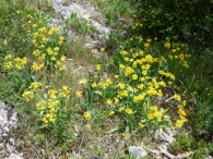 Allium moly L., Ajo amarillo. 4